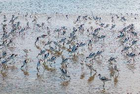 Migratory Anti-billed Snipes at the Tiaozini Wetland in Yancheng