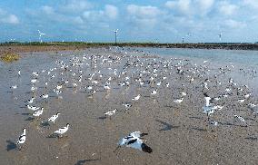 Migratory Anti-billed Snipes at the Tiaozini Wetland in Yancheng