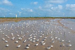 Migratory Anti-billed Snipes at the Tiaozini Wetland in Yancheng