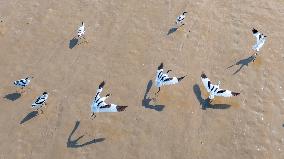 Migratory Anti-billed Snipes at the Tiaozini Wetland in Yancheng