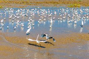 Migratory Anti-billed Snipes at the Tiaozini Wetland in Yancheng