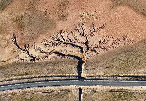 Tree Shape in Nagqu