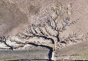 Tree Shape in Nagqu