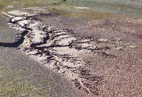 Tree Shape in Nagqu