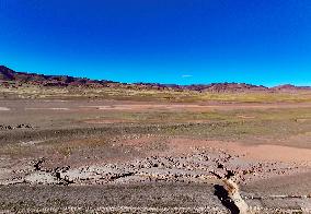 Tree Shape in Nagqu