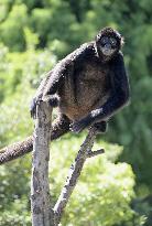 Spider monkey at Shizen zoo in Tokyo