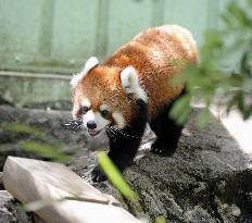 Red panda at Shizen zoo in Tokyo