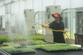 A Digital Seedling Plant in Hangzhou