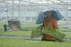 A Digital Seedling Plant in Hangzhou