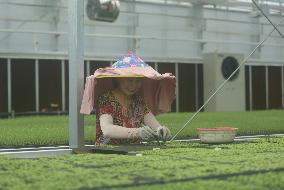 A Digital Seedling Plant in Hangzhou