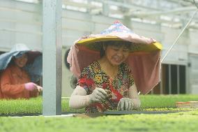 A Digital Seedling Plant in Hangzhou