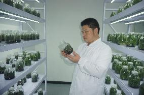 A Digital Seedling Plant in Hangzhou