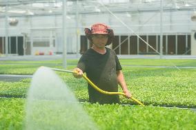 A Digital Seedling Plant in Hangzhou