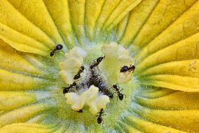 Ants Gathering Pollen From A Squash Plant Flower