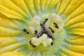 Ants Gathering Pollen From A Squash Plant Flower