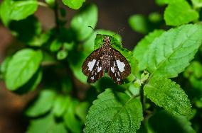 Grass Demon - Ancistroides Folus - Animal India