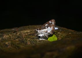 Grass Demon - Ancistroides Folus - Animal India