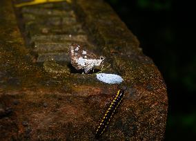 Grass Demon - Ancistroides Folus - Animal India