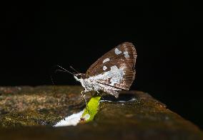 Grass Demon - Ancistroides Folus - Animal India