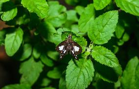 Grass Demon - Ancistroides Folus - Animal India