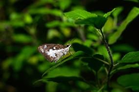 Grass Demon - Ancistroides Folus - Animal India