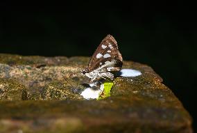 Grass Demon - Ancistroides Folus - Animal India