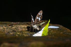 Grass Demon - Ancistroides Folus - Animal India