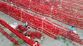 Farmers Dry Chili Peppers in The Sun