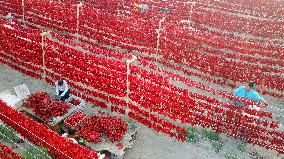 Farmers Dry Chili Peppers in The Sun