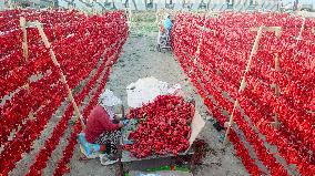 Farmers Dry Chili Peppers in The Sun