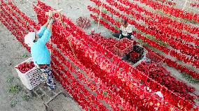 Farmers Dry Chili Peppers in The Sun