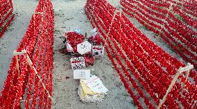 Farmers Dry Chili Peppers in The Sun