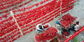 Farmers Dry Chili Peppers in The Sun