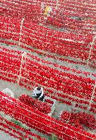 Farmers Dry Chili Peppers in The Sun