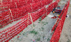 Farmers Dry Chili Peppers in The Sun