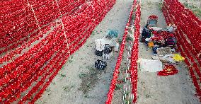 Farmers Dry Chili Peppers in The Sun