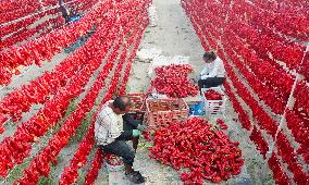 Farmers Dry Chili Peppers in The Sun