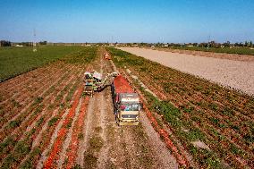 Farmers Harvest Tomatoes in Fields in Xinjiang