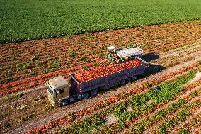 Farmers Harvest Tomatoes in Fields in Xinjiang