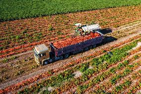 Farmers Harvest Tomatoes in Fields in Xinjiang