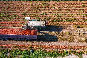 Farmers Harvest Tomatoes in Fields in Xinjiang