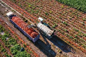 Farmers Harvest Tomatoes in Fields in Xinjiang