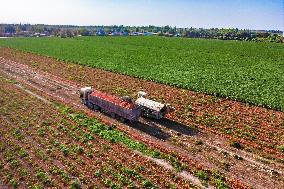 Farmers Harvest Tomatoes in Fields in Xinjiang