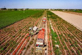 Farmers Harvest Tomatoes in Fields in Xinjiang