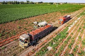 Farmers Harvest Tomatoes in Fields in Xinjiang