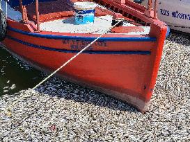 Dead Fish Wash Up At The Shores Of Volos City