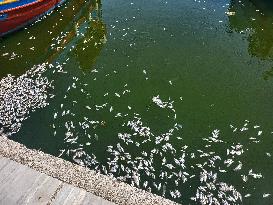 Dead Fish Wash Up At The Shores Of Volos City