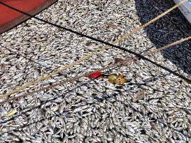 Dead Fish Wash Up At The Shores Of Volos City