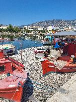 Dead Fish Wash Up At The Shores Of Volos City