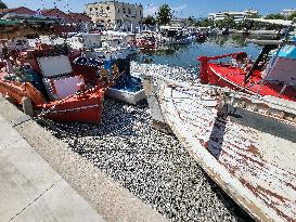 Dead Fish Wash Up At The Shores Of Volos City